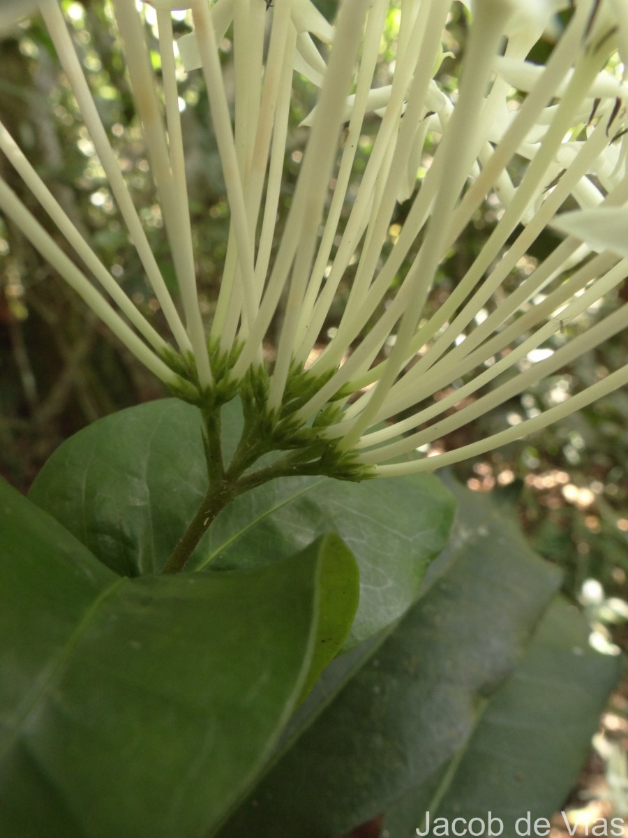 Ixora thwaitesii Hook.f.